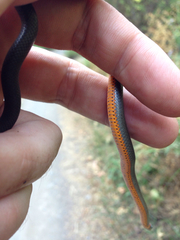 Diadophis punctatus modestus