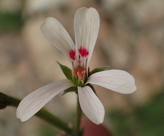 Pelargonium ranunculophyllum