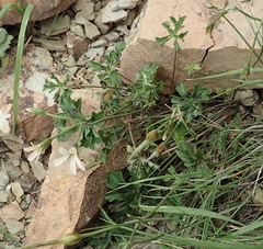 Pelargonium ranunculophyllum