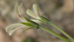 Pelargonium ranunculophyllum
