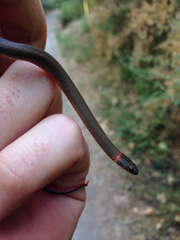 Diadophis punctatus modestus
