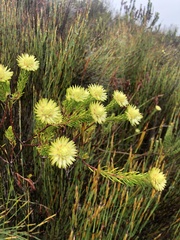Phylica pubescens