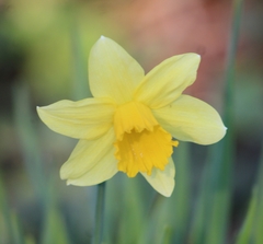 Narcissus