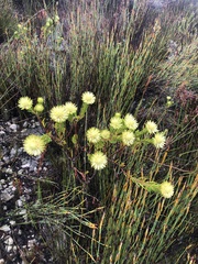 Phylica pubescens
