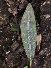 Euthoracaphis umbellulariae