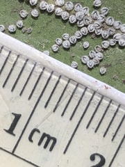 Euthoracaphis umbellulariae