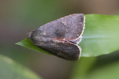Micrathetis canifimbria