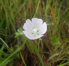 Sidalcea calycosa calycosa