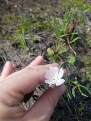 Sidalcea calycosa calycosa