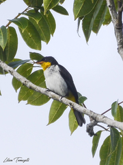 Hemithraupis flavicollis