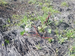 Sidalcea calycosa calycosa