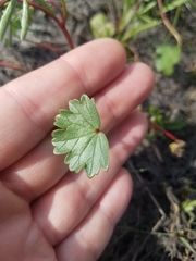 Sidalcea calycosa calycosa