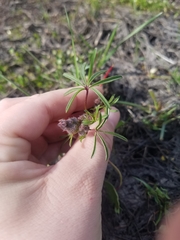 Sidalcea calycosa calycosa