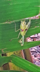 Stagmatoptera biocellata