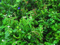 Magnoliopsida