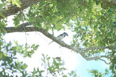 Cyanocitta cristata image