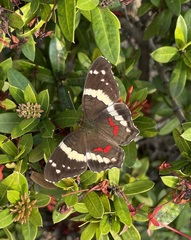 Anartia fatima