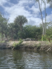 Alligator mississippiensis