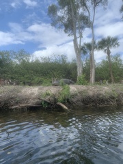 Alligator mississippiensis