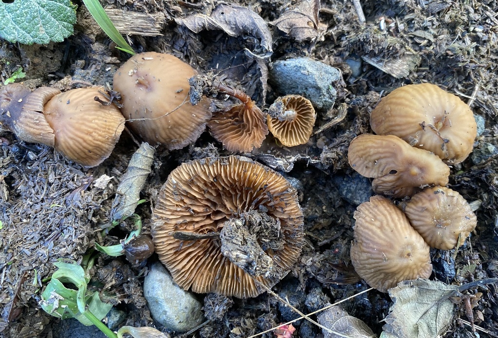 Galerina velutipes · March 2022 · photo: © heimatlos (iNaturalist, cc0)