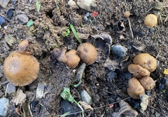 Galerina velutipes