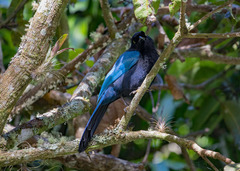 Cyanocorax melanocyaneus