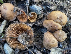 Galerina velutipes