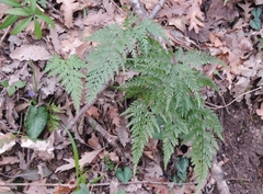 Asplenium onopteris