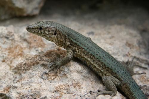 Lilford's Wall Lizard, photo 2 of 10