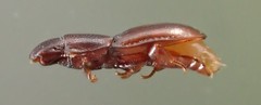 Typhlusechus singularis