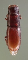 Typhlusechus singularis