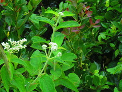 Magnoliopsida