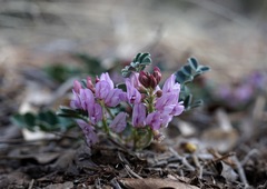 Astragalus cobrensis
