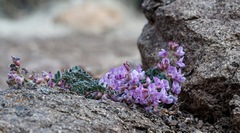 Astragalus cobrensis
