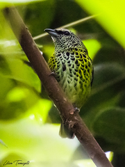 Ixothraupis punctata