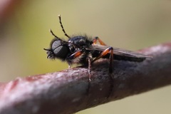 Bibio palliatus