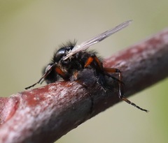 Bibio palliatus