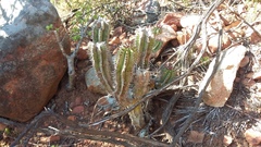 Euphorbia polygona
