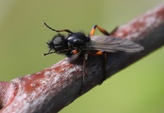 Bibio palliatus