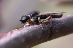 Bibio palliatus