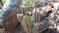 Euphorbia polygona