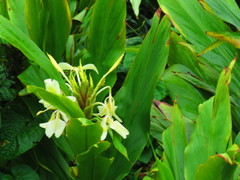 Hedychium