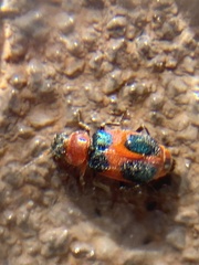 Collops quadrimaculatus