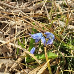 Scilla siberica