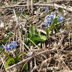 Scilla siberica