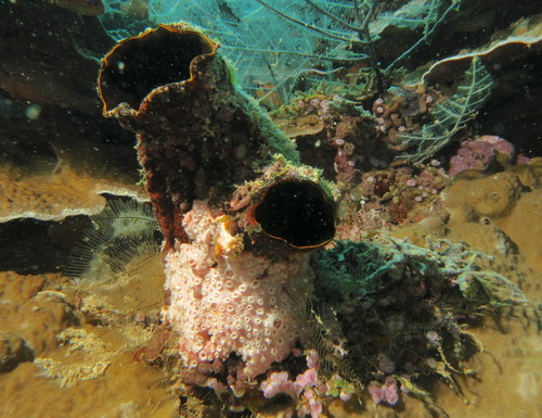 Foto de Ascidia miteloide (Polycarpa mytiligera)