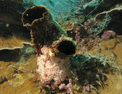 Polycarpa mytiligera