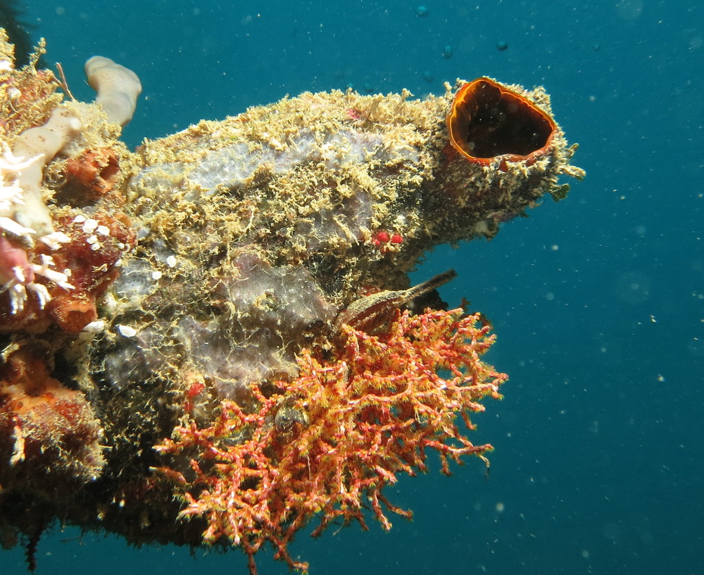 Foto de Ascidia miteloide (Polycarpa mytiligera)