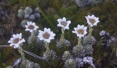 Leucogenes leontopodium