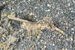 Dactylopus dactylopus